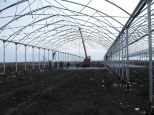 Изображение 3: тепличный комплекс, строительство тепличных комплексов, теплица под ключ, комплекс теплиц